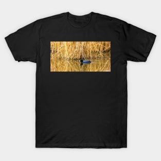 Common Coot in the Wild T-Shirt